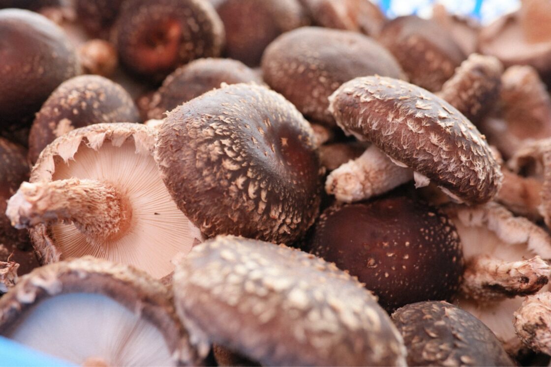 生椎茸ではかさが開ききらずに、丸く肉厚の状態で収穫するのが理想