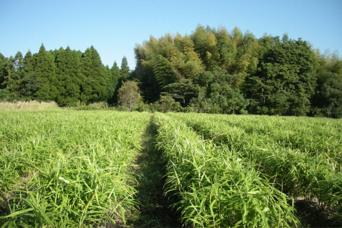 西日本農業社がある臼杵市では“食べる人のことを考えた農業”を掲げ、『有機の里づくり』を推進
