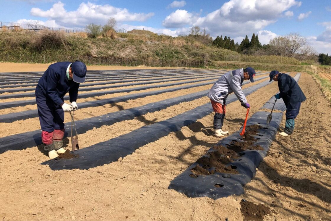 連作障害を防ぐため、植える畑を1年ごとに変えることで、収穫量の安定確保に成功した