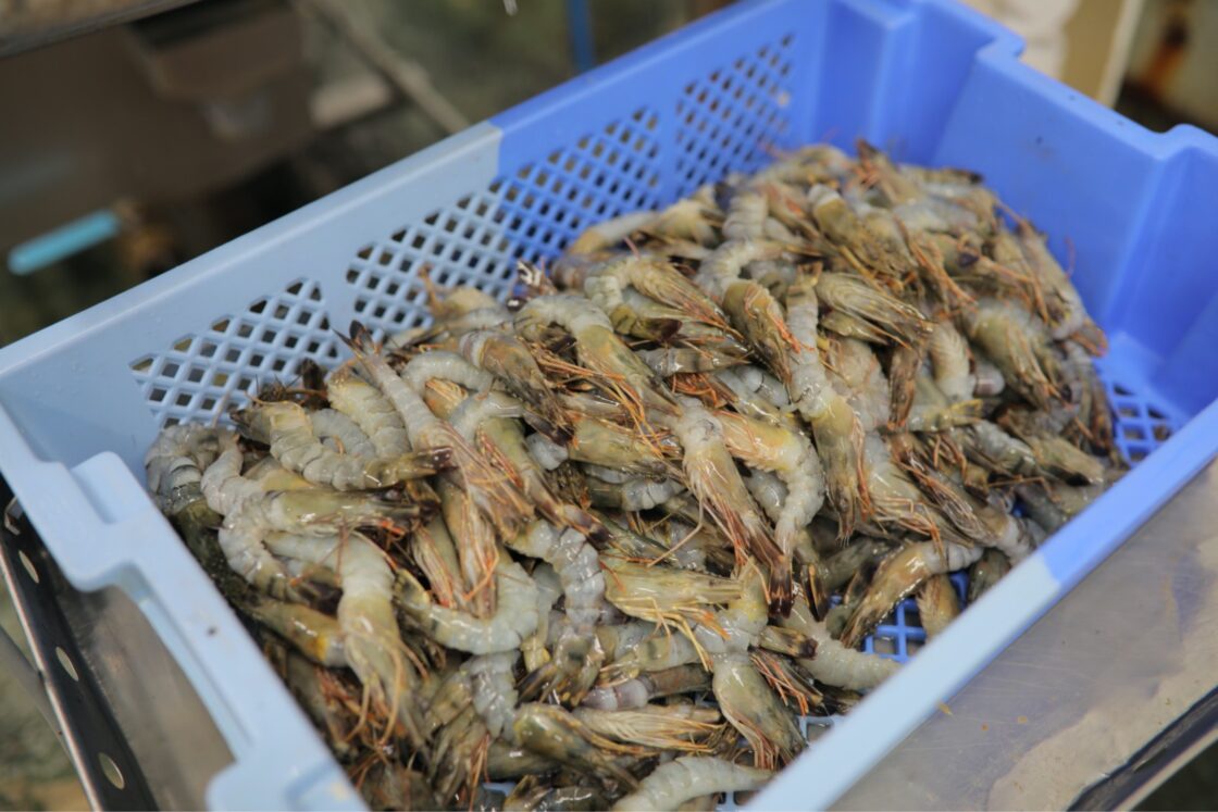 扱うえびの6割は養殖ですが、餌を与えず、天然物に近い環境で育てる「粗放養殖」のものを採用