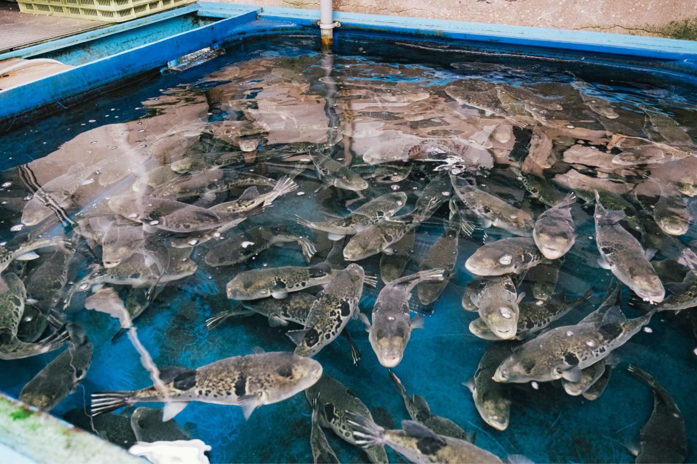 豊後水道の海に育まれた天然のとらふぐ おおいた、食のたすき。