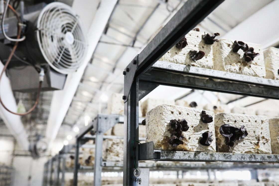 栽培室では30分ごとに15分間、換気扇で外気を取り込んでいる